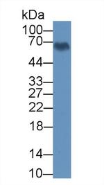 BMAL1 Antibody in Western Blot (WB)