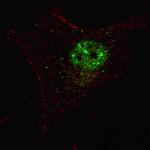 PDX1 Antibody in Immunocytochemistry (ICC/IF)