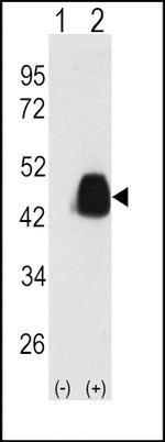 PDX1 Antibody in Western Blot (WB)