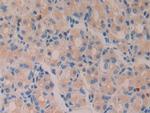 Azurocidin Antibody in Immunohistochemistry (Paraffin) (IHC (P))