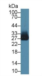 Azurocidin Antibody in Western Blot (WB)