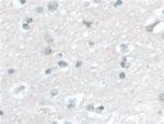 BANF1 Antibody in Immunohistochemistry (Paraffin) (IHC (P))