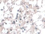 BANF1 Antibody in Immunohistochemistry (Paraffin) (IHC (P))