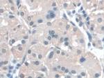 BANF1 Antibody in Immunohistochemistry (Paraffin) (IHC (P))