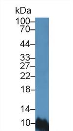 BANF1 Antibody in Western Blot (WB)