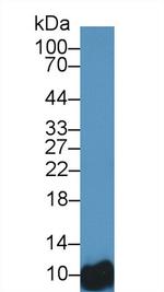 BANF1 Antibody in Western Blot (WB)