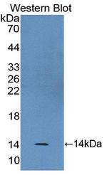 BANF1 Antibody in Western Blot (WB)