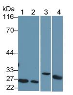 Bcl-2 Antibody in Western Blot (WB)