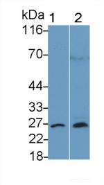 Bcl-2 Antibody in Western Blot (WB)