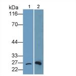 Bcl-2 Antibody in Western Blot (WB)