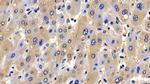 BID Antibody in Immunohistochemistry (Paraffin) (IHC (P))