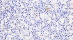 Biliverdin Reductase Antibody in Immunohistochemistry (Paraffin) (IHC (P))