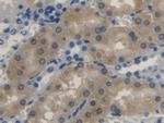 Biliverdin Reductase Antibody in Immunohistochemistry (Paraffin) (IHC (P))