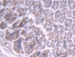 BMPER Antibody in Immunohistochemistry (Paraffin) (IHC (P))