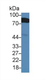 BMPER Antibody in Western Blot (WB)