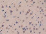 CDH16 Antibody in Immunohistochemistry (Paraffin) (IHC (P))