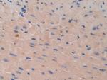 CDH16 Antibody in Immunohistochemistry (Paraffin) (IHC (P))