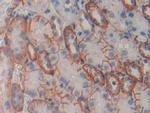 CDH16 Antibody in Immunohistochemistry (Paraffin) (IHC (P))