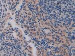 CDH16 Antibody in Immunohistochemistry (Paraffin) (IHC (P))