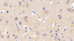 CAMLG Antibody in Immunohistochemistry (Paraffin) (IHC (P))