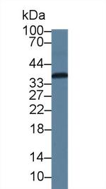 CAMLG Antibody in Western Blot (WB)