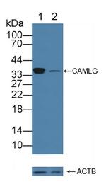 CAMLG Antibody in Western Blot (WB)