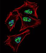 PROX1 Antibody in Immunocytochemistry (ICC/IF)