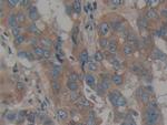 Calumenin Antibody in Immunohistochemistry (Paraffin) (IHC (P))