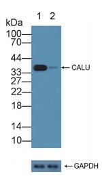 Calumenin Antibody in Western Blot (WB)