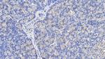 Caspase 1 Antibody in Immunohistochemistry (Paraffin) (IHC (P))