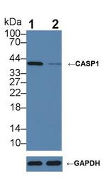 Caspase 1 Antibody in Western Blot (WB)