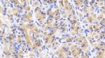 Caspase 2 Antibody in Immunohistochemistry (Paraffin) (IHC (P))