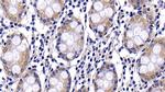 Caspase 2 Antibody in Immunohistochemistry (Paraffin) (IHC (P))