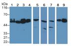 Caspase 2 Antibody in Western Blot (WB)