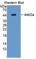 Caspase 2 Antibody in Western Blot (WB)