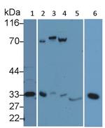 Caspase 3 Antibody in Western Blot (WB)