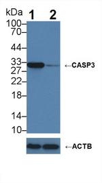 Caspase 3 Antibody in Western Blot (WB)