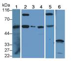 Caspase 8 Antibody in Western Blot (WB)