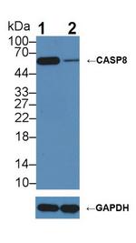 Caspase 8 Antibody in Western Blot (WB)