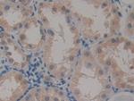 CARD9 Antibody in Immunohistochemistry (Paraffin) (IHC (P))