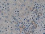 CARD9 Antibody in Immunohistochemistry (Paraffin) (IHC (P))