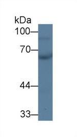 CHN2 Antibody in Western Blot (WB)