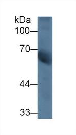 CHN2 Antibody in Western Blot (WB)