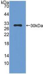 Mast Cell Chymase Antibody in Western Blot (WB)