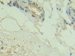 C2 Antibody in Immunohistochemistry (Paraffin) (IHC (P))