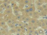 C2 Antibody in Immunohistochemistry (Paraffin) (IHC (P))