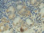 C2 Antibody in Immunohistochemistry (Paraffin) (IHC (P))