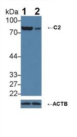 C2 Antibody in Western Blot (WB)