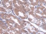 CBF beta Antibody in Immunohistochemistry (Paraffin) (IHC (P))