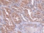 CBF beta Antibody in Immunohistochemistry (Paraffin) (IHC (P))